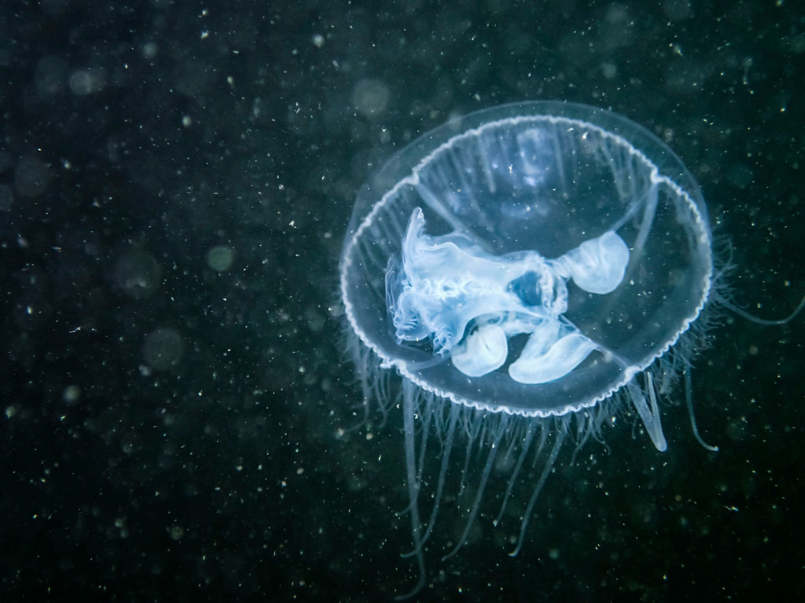 Se llama  medusa de agua dulce Craspedacusta  sowerbii, y fue encontrada en los lagos Escondido y El Trébol.