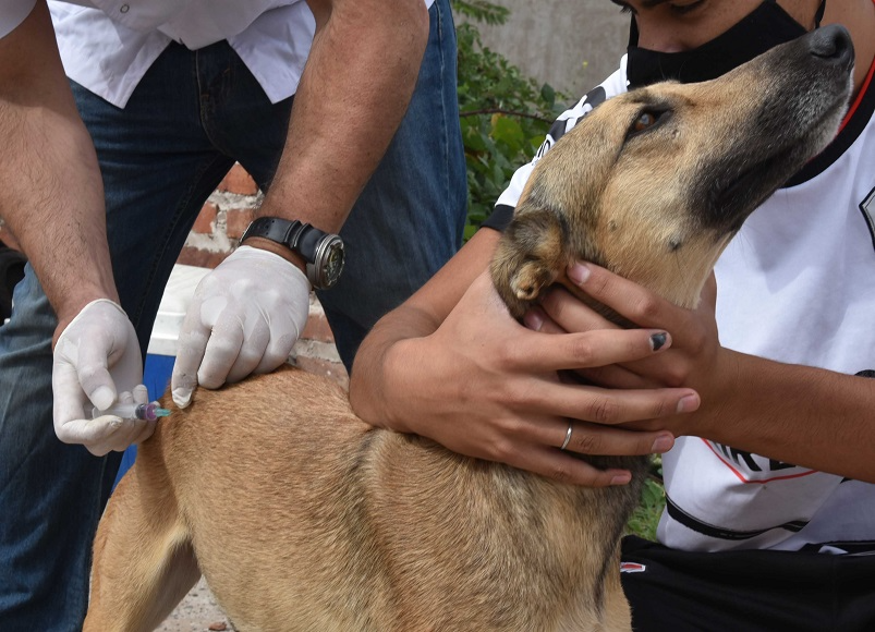Habrá operativos gratuitos durante tres días para perros y gatos en la zona afectada.