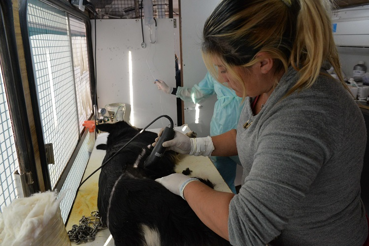 Cronograma semanal de atención veterinaria, vacunación y castración gratuita en Bahía Blanca.