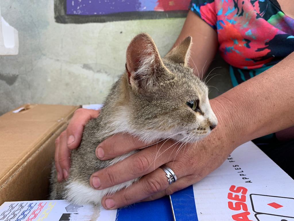 El municipio continúa con el programa en distintos barrios, promoviendo la tenencia responsable de mascotas.