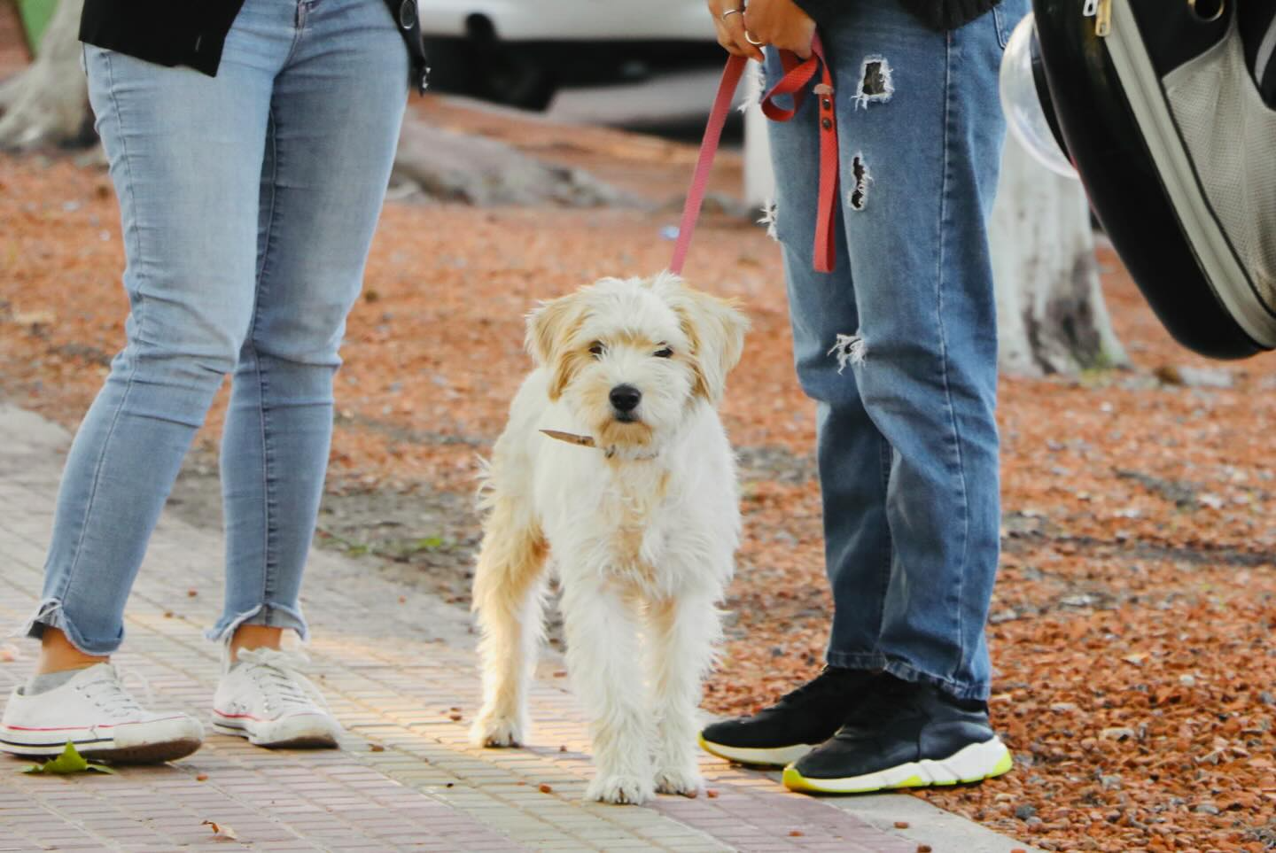 Carmen de Areco realizará intervenciones para perros y gatos en distintos puntos de la ciudad. Conocé las fechas.
