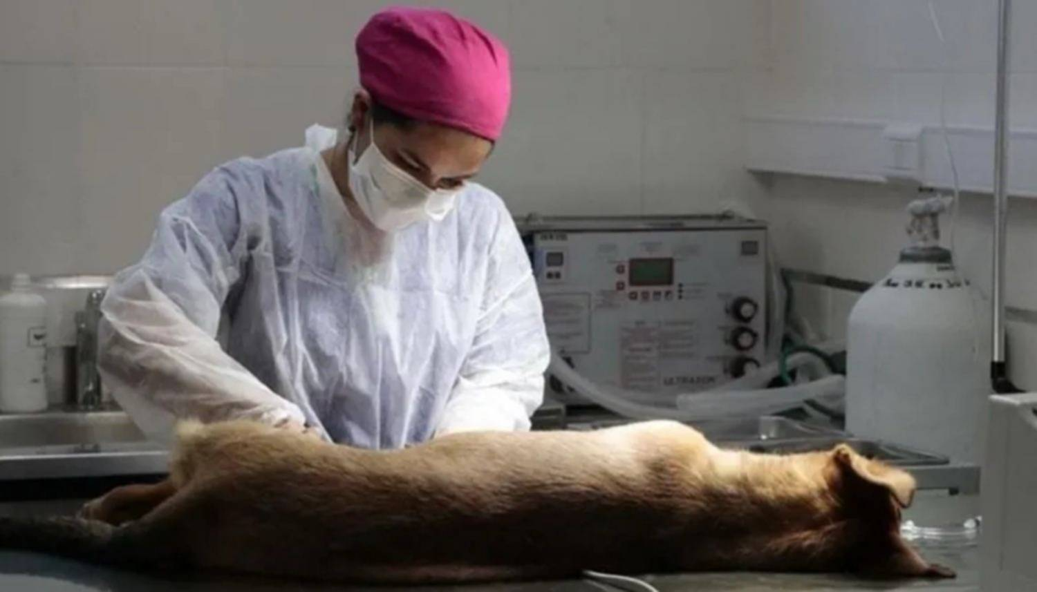 Organizada por "Amor Animal", la jornada se realizará con el acompañamiento de voluntarios y referentes barriales. Conocé todos los detalles.