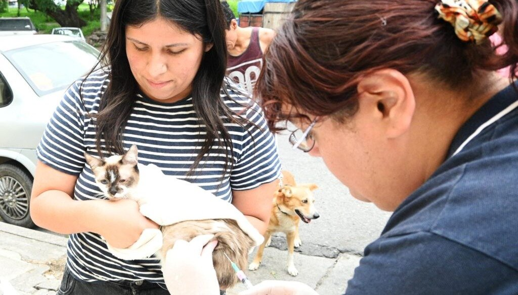Zoonosis vacunará gratis en el barrio Güemes con puestos móviles por la mañana y un refuerzo el miércoles por la tarde.