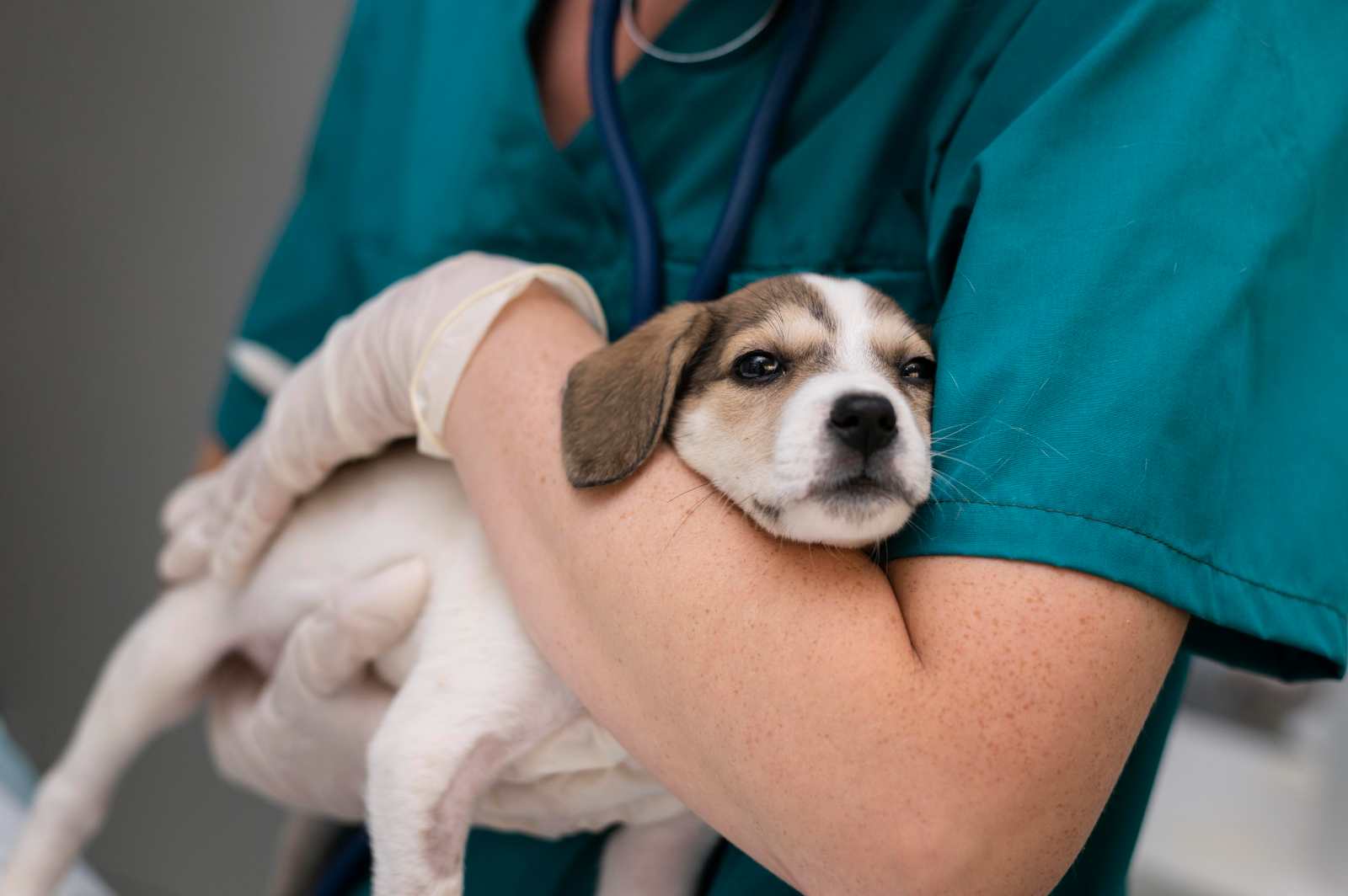 El proyecto contempla un hospital veterinario con quirófano e internación y la puesta en marcha de una nueva unidad móvil.