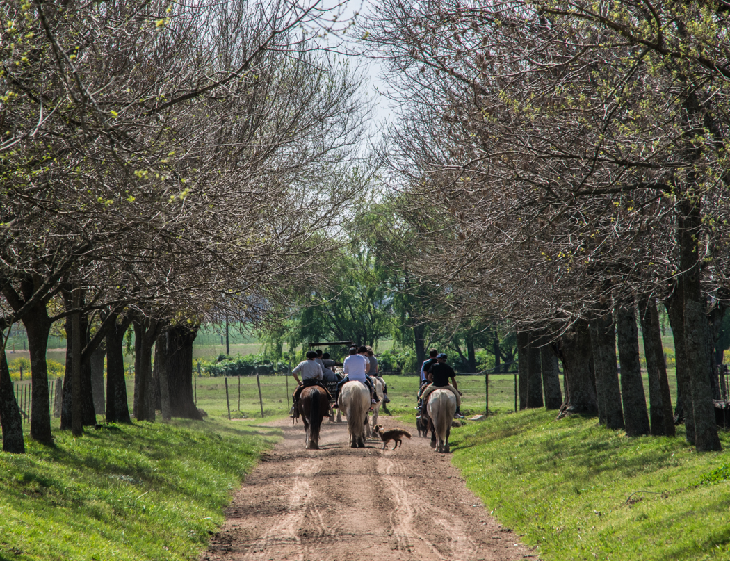 A poco más de una hora de Buenos Aires, la Estancia El Ombú en San Antonio de Areco ofrece historia, naturaleza y descanso en un entorno campestre único.