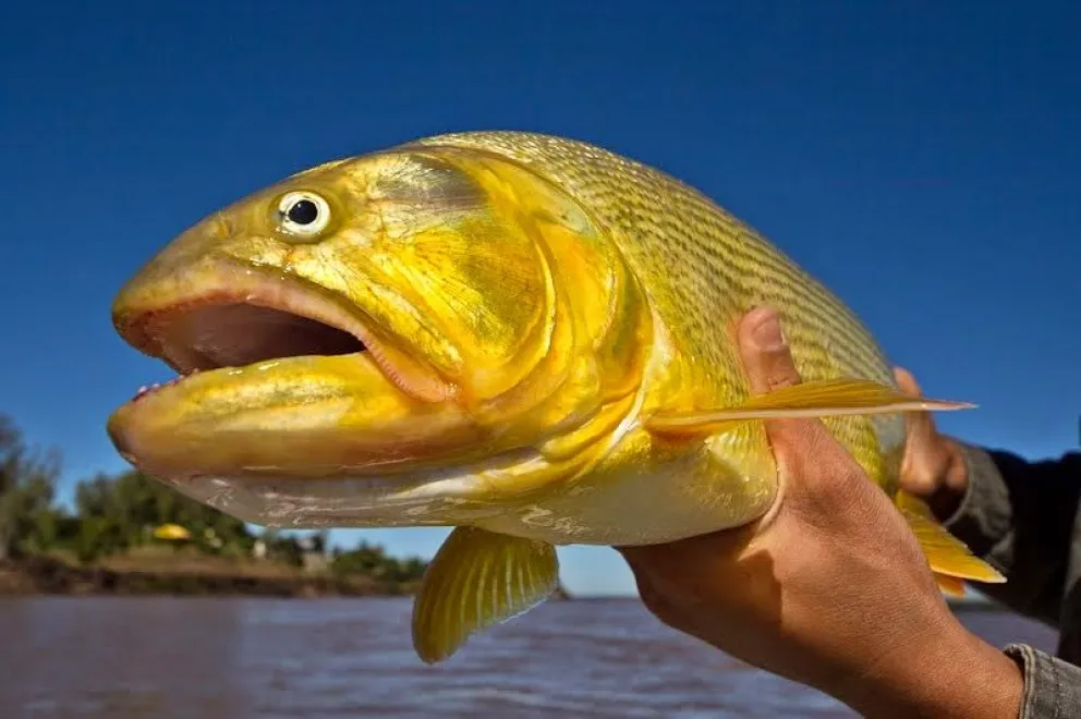 El tradicional encuentro de pesca deportiva reunirá a turistas, competidores y emprendedores durante cuatro días en Corrientes.