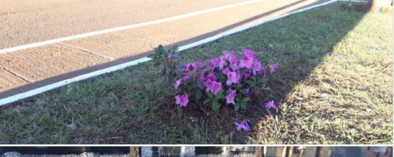 Se hab\u00edan colocado junto a las nuevas luminarias para embellecerla. Hubo denuncias de vecinos de robo de plantas y plantines en parques y plazas.