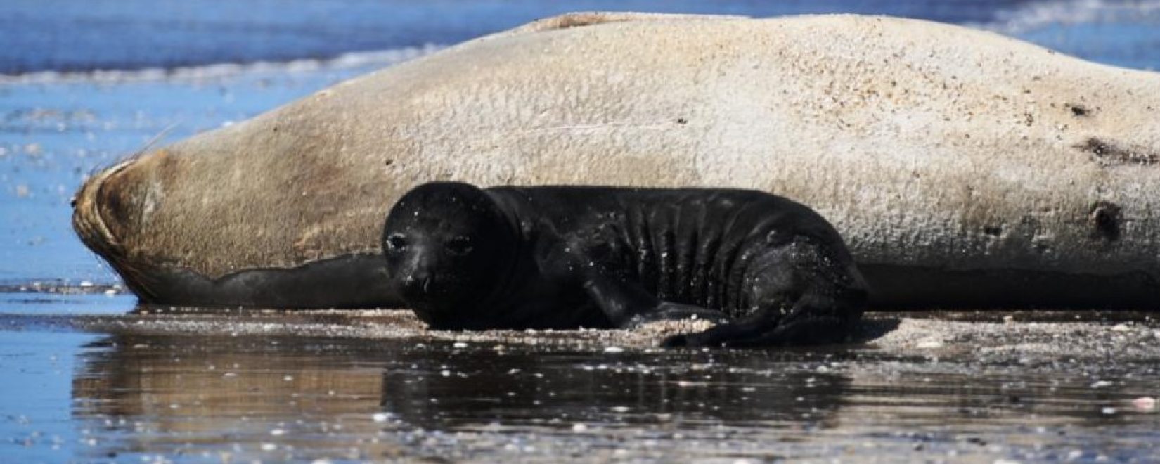 Es un hecho sin precedentes en el Partido de La Costa. Autoridades gubernamentales y de fauna han establecido guardias para garantizar el bienestar del elefante marino y su madre.